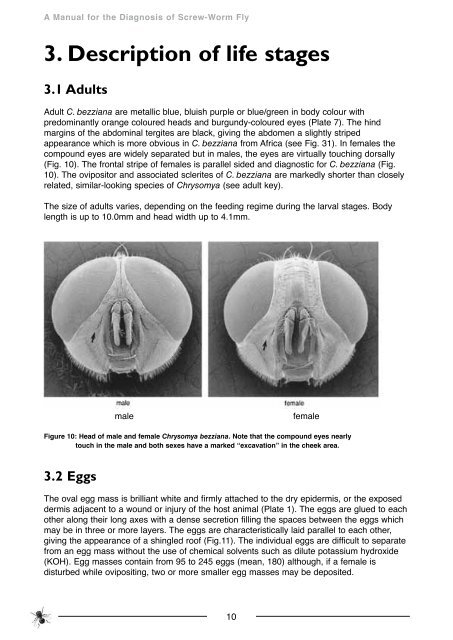 Manual for Diagnosis of Screw-worm Fly - xcs consulting