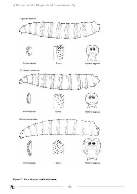 Manual for Diagnosis of Screw-worm Fly - xcs consulting