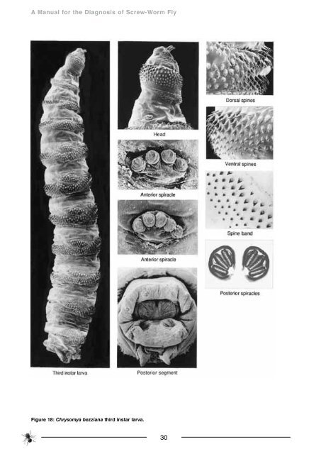 Manual for Diagnosis of Screw-worm Fly - xcs consulting
