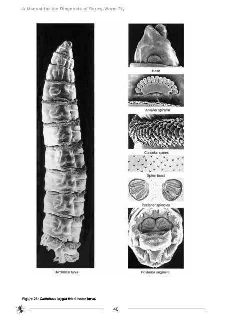 Manual for Diagnosis of Screw-worm Fly - xcs consulting