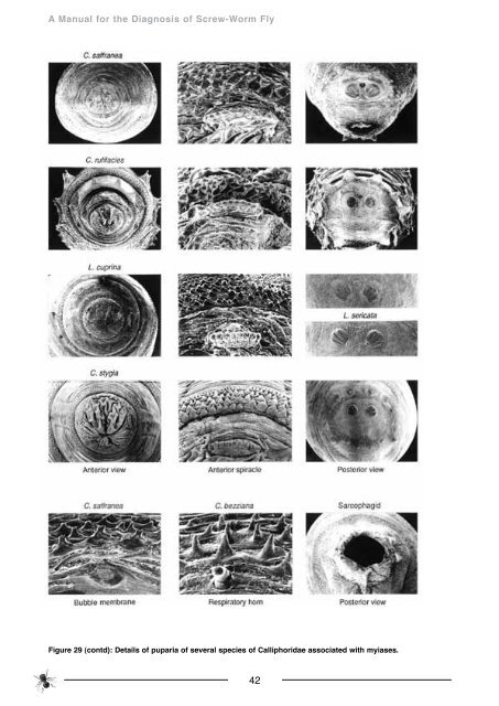 Manual for Diagnosis of Screw-worm Fly - xcs consulting