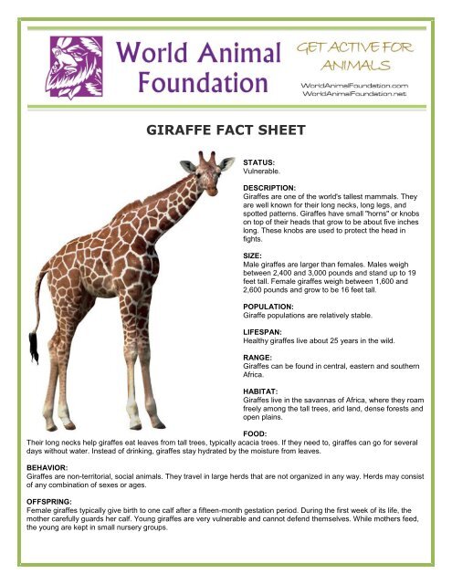 GIRAFFE FACT SHEET - World Animal Foundation