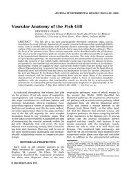 Vascular anatomy of the fish gill