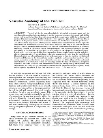 Vascular anatomy of the fish gill