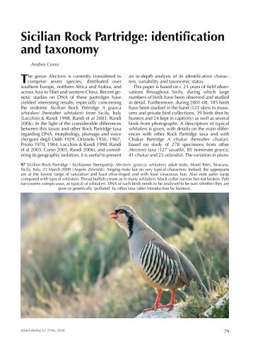 Sicilian Rock Partridge: identification and taxonomy - EBN Italia