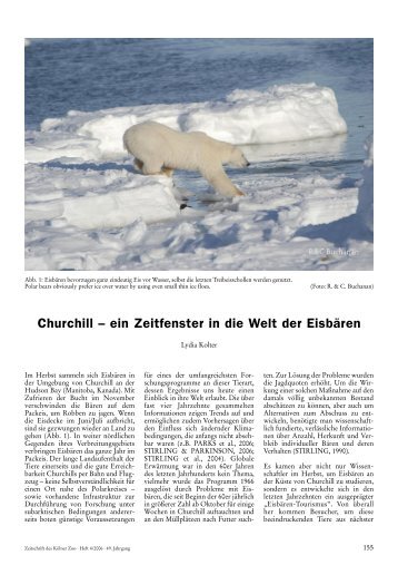 Churchill – ein Zeitfenster in die Welt der Eisbären - Zoo Köln