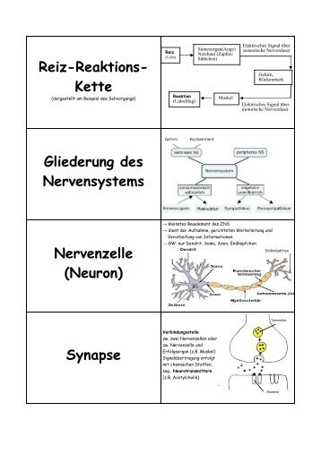 Reiz-Reaktions- Kette Gliederung des Nervensystems Nervenzelle ...