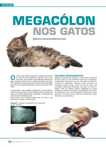 megacólon nos gatos - Royal Canin