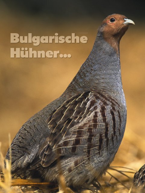 Bulgarische Deutsch-Drahthaar - Jagen Weltweit