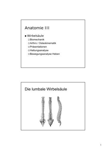 foramen transversarium