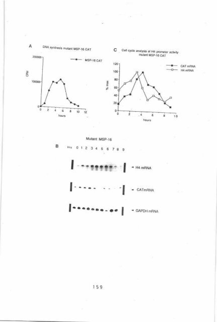 Page 1 \ ?^p 6r.1 CELL CYCLE CONTROL OF HUMAN H4 ...