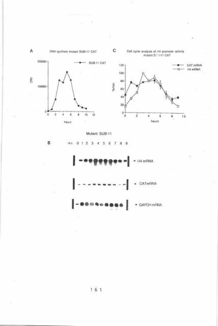 Page 1 \ ?^p 6r.1 CELL CYCLE CONTROL OF HUMAN H4 ...