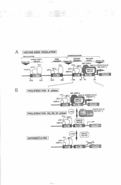Page 1 \ ?^p 6r.1 CELL CYCLE CONTROL OF HUMAN H4 ...