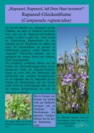 Rapunzel-Glockenblume - Ökologisch-Botanischer Garten ...