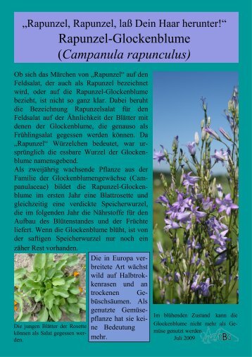 Rapunzel-Glockenblume - Ökologisch-Botanischer Garten ...
