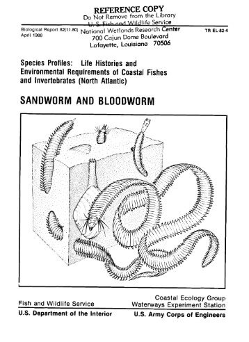 sandworm and bloodworm - USGS National Wetlands Research ...