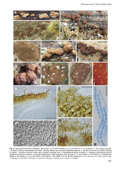 Hypocrea rufa/Trichoderma viride: a reassessment, and ... - CBS