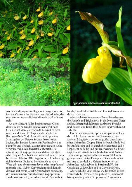 Fensterbankblues: Zurück in den vier Wänden - Austrian Orchid ...