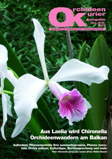 Aus Laelia wird Chironella Orchideenwandern am Balkan