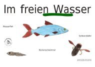 Wasserfloh Gelbrandkäfer Rückenschwimmer - Naturfreundejugend ...