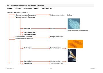 Die systematische Einteilung der Tierwelt: Wirbellose STAMM ...