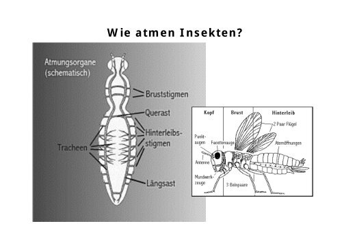 Wie atmen Insekten?