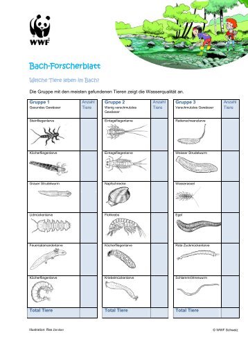 Bach-Forscherblatt - WWF Panda Club