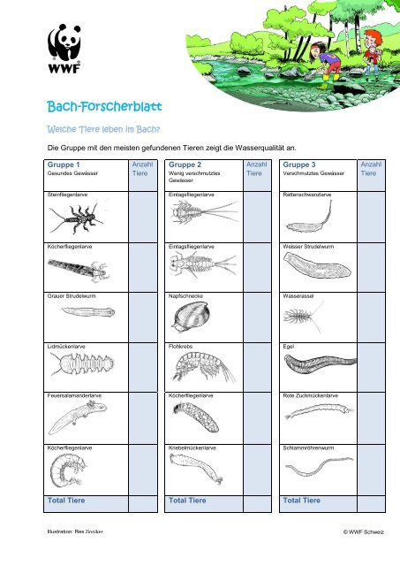 Bach-Forscherblatt - WWF Panda Club