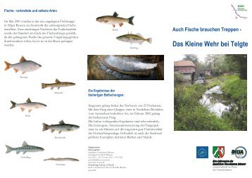 Auch Fische brauchen Treppen - Das Kleine Wehr bei Telgte