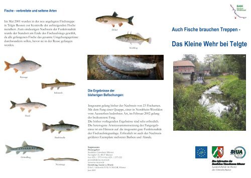 Auch Fische brauchen Treppen - Das Kleine Wehr bei Telgte