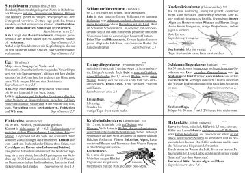 Eintagsfliegenlarve (Ephemeroptera) - fellwock-schulze.de