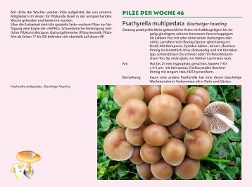 Pilz-Fundliste der Woche 46 - Verein für Pilzkunde Basel