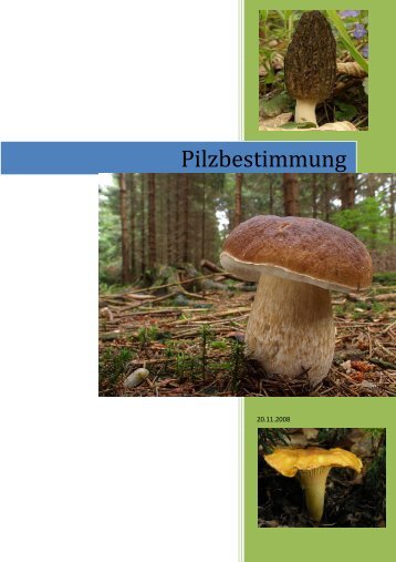 Pilzbestimmung - fungi and more