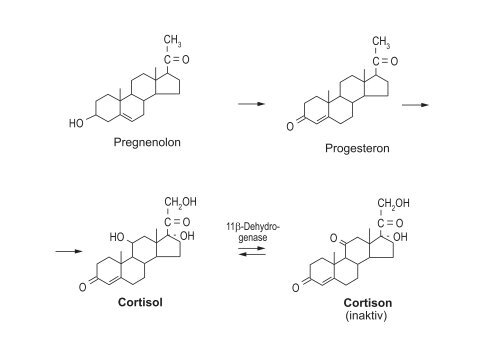 Cortisol und Schilddrüsenhormone