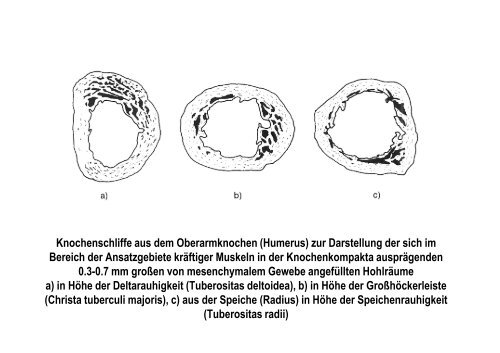 Organsysteme 2