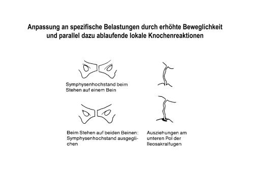 Organsysteme 2