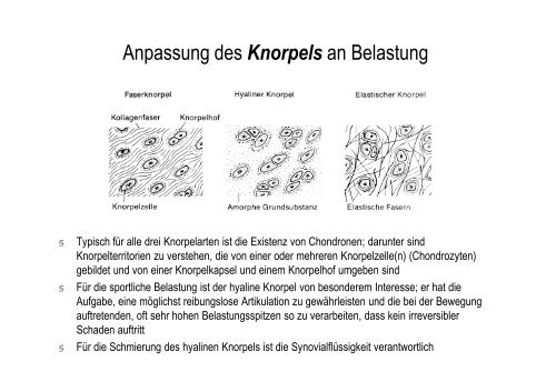 Organsysteme 2