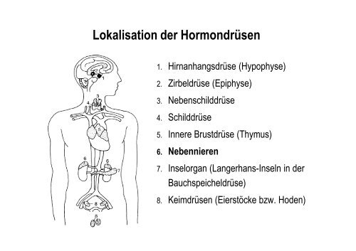 Organsysteme 2