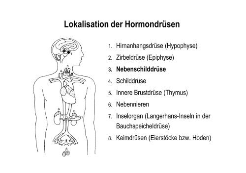 Organsysteme 2