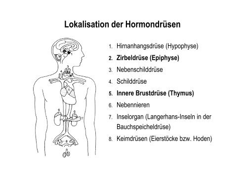 Organsysteme 2