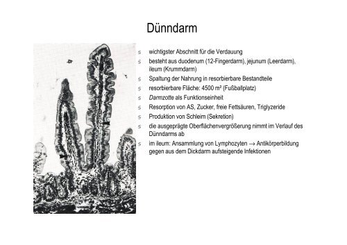 Organsysteme 2