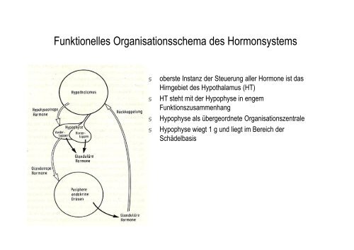 Organsysteme 2