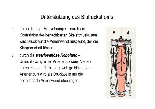 Organsysteme 2