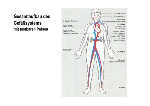 Organsysteme 2