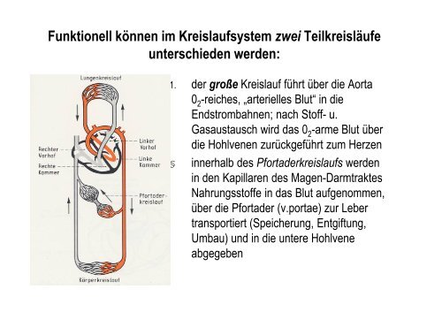 Organsysteme 2