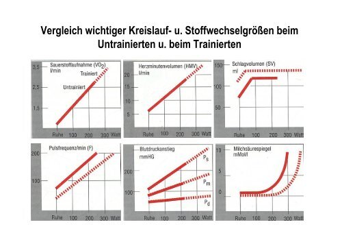 Organsysteme 2