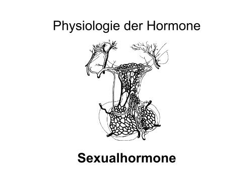 Physiologie der Hormone Sexualhormone