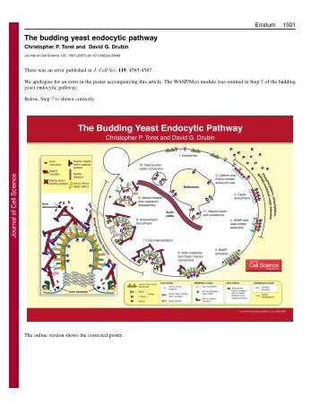 The Budding Yeast Endocytic Pathway - Journal of Cell Science ...