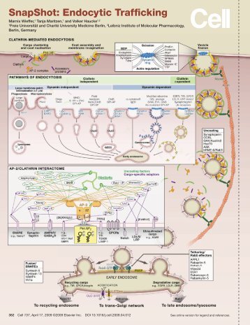 SnapShot: Endocytic Trafficking