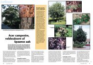 Acer campestre, veldesdoorn of Spaanse aak - Tuin & Landschap